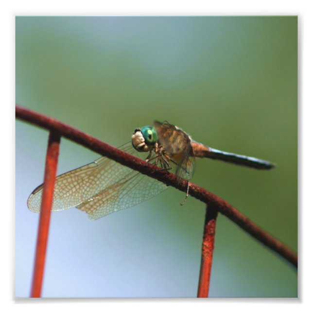 Foto Dragonfly On Wire Fence Close Up 8x8 (Frente)