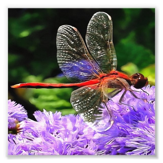 Foto Dragonfly rojo sobre las flores violetas moradas (Frente)