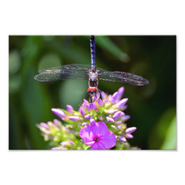 Foto Dragonfly y Davids Lavender Phlox