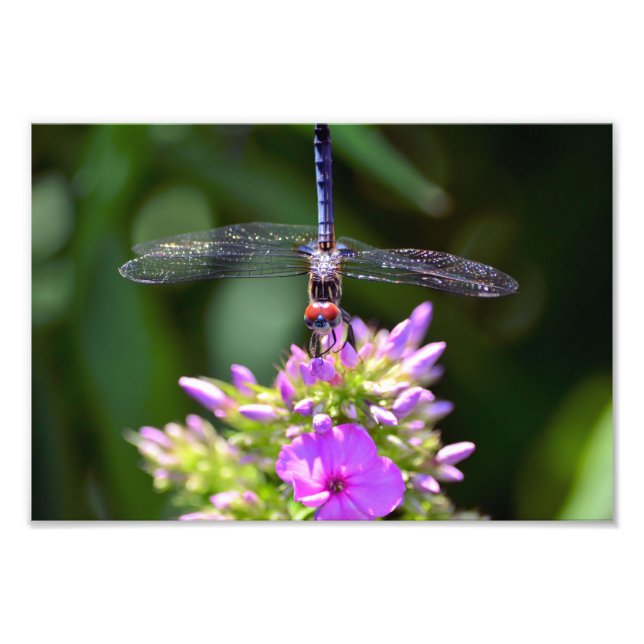 Foto Dragonfly y Davids Lavender Phlox (Frente)