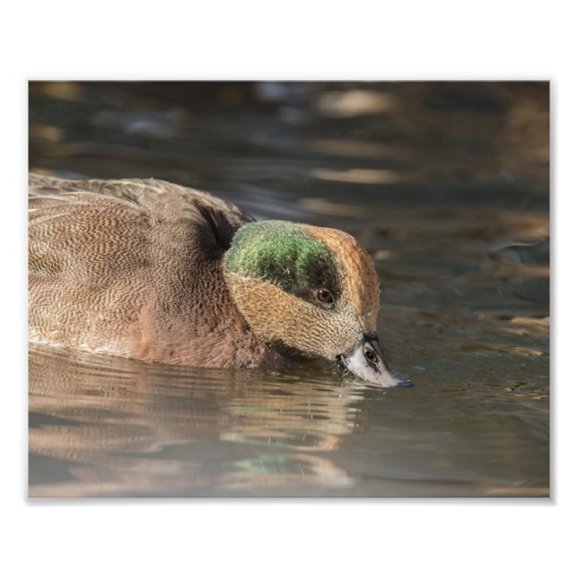 Foto Drake American Wigeon Duck (Frente)