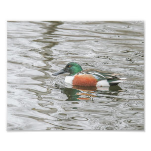 Foto Drake Northern Shoveler en agua rizada