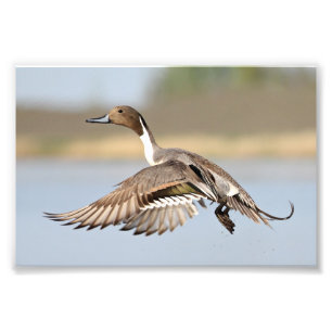 Foto Drake Pintail Duck Takoff In Flight