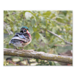 Foto Drake Wood Duck on Log Photo Print