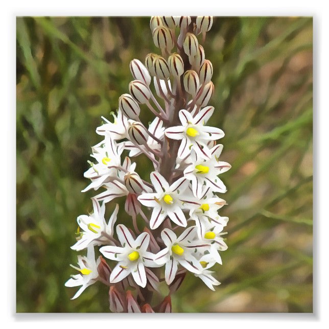 Foto Drimia Maritima O Island Onion Art (Frente)