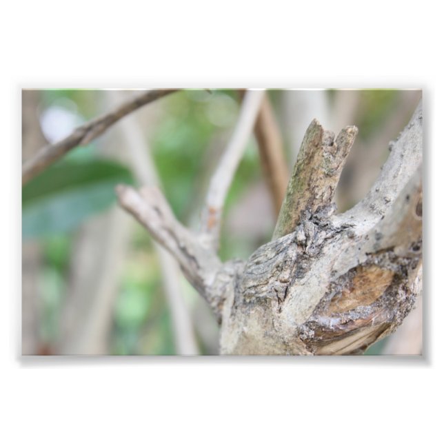 Foto Dry Woods (Frente)