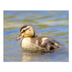 Foto Duckland mallard