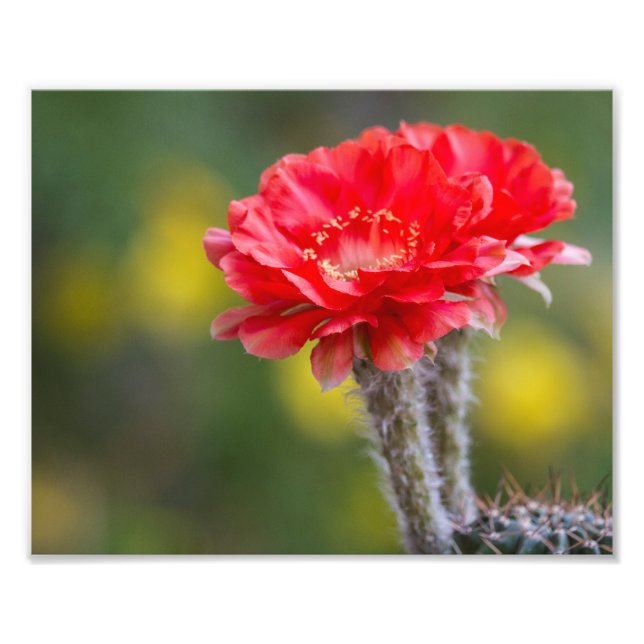 Foto Dueto de lucha (Frente)