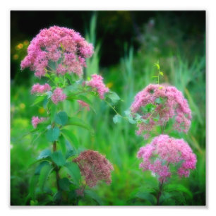 Foto Dulce Joe Pye Weed Flor silvestre 8x8