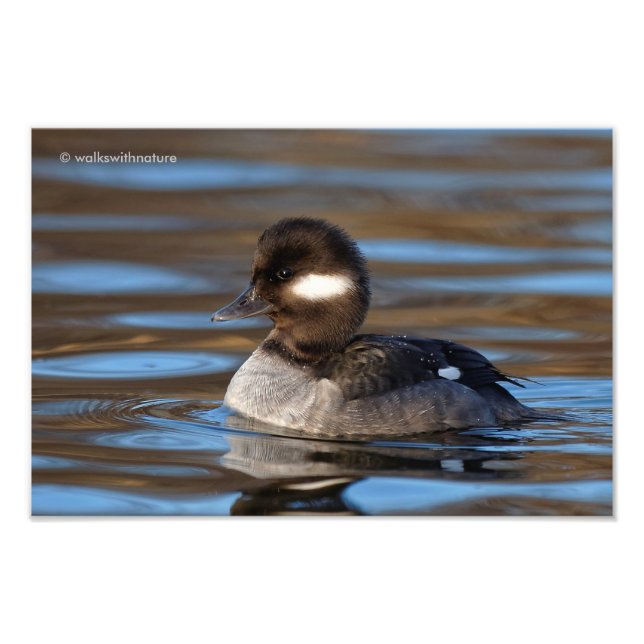 Foto Dulce pato de Bufflehead en las aguas soleadas (Frente)