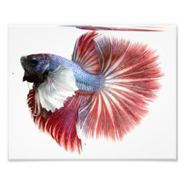 Foto Dumbo Halfmoon Masculino Betta Fish