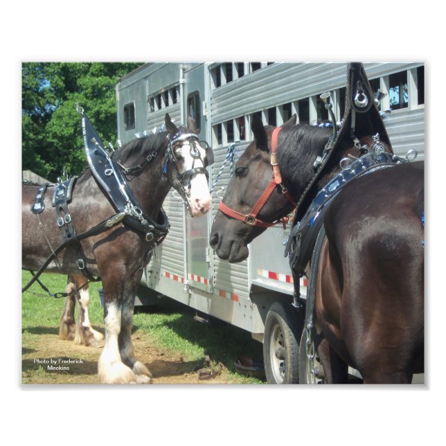 Foto Dúo de caballo borrador (Frente)
