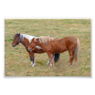 Foto Dúo de caballo islandés, pasto islandés