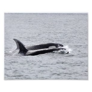 Foto ¡Dúo Orca!