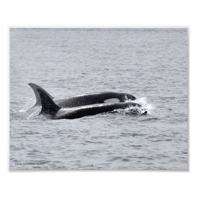 Foto ¡Dúo Orca! (Frente)