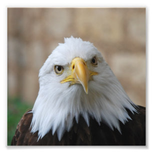Foto Eagle_2015_0201