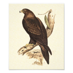 Foto Eagle atado cuña australiana. Ave rapaz enorme