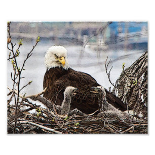 Foto Eagle calvo adulto con eaglets