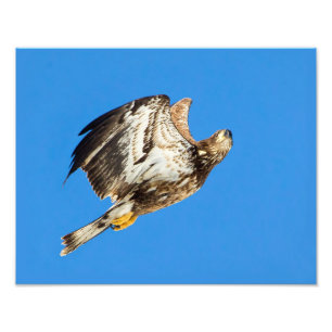 Foto Eagle calvo juvenil para arriba y sube