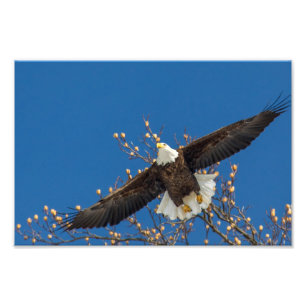 Foto Eagle calvo para arriba