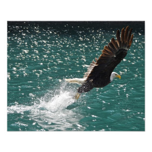 Foto Eagle calvo que coge un pescado