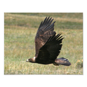 Foto Eagle de oro en vuelo 11x14 horizontal