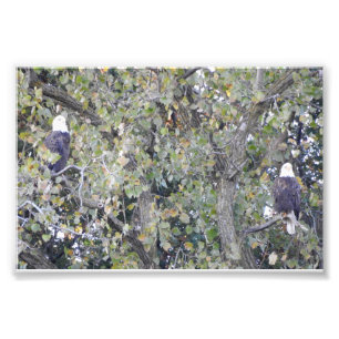 Foto Eagle doble