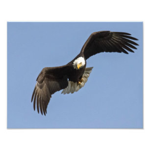 Foto Eagle Eye
