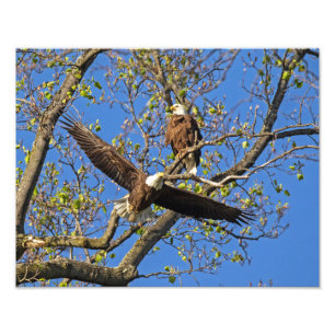 Foto Eagle Pair