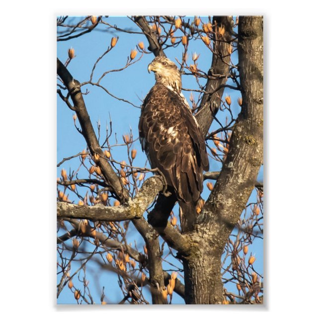 Foto Eagle Youngster (Frente)