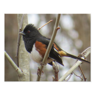 Foto Eastern Towhee