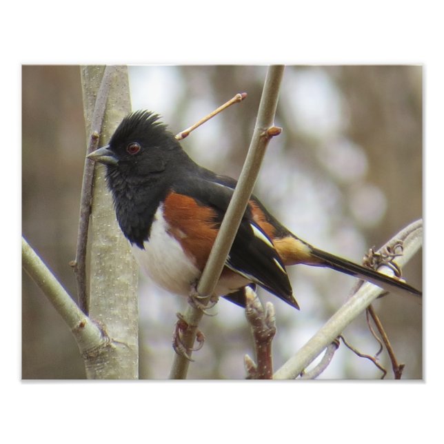 Foto Eastern Towhee (Frente)