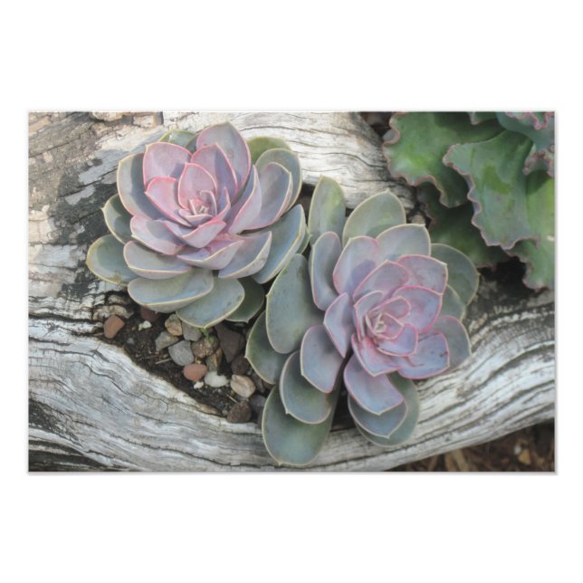 Foto Echeveria Succulum Photo Print (Frente)