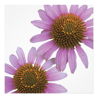 Foto Echinacea púrpura