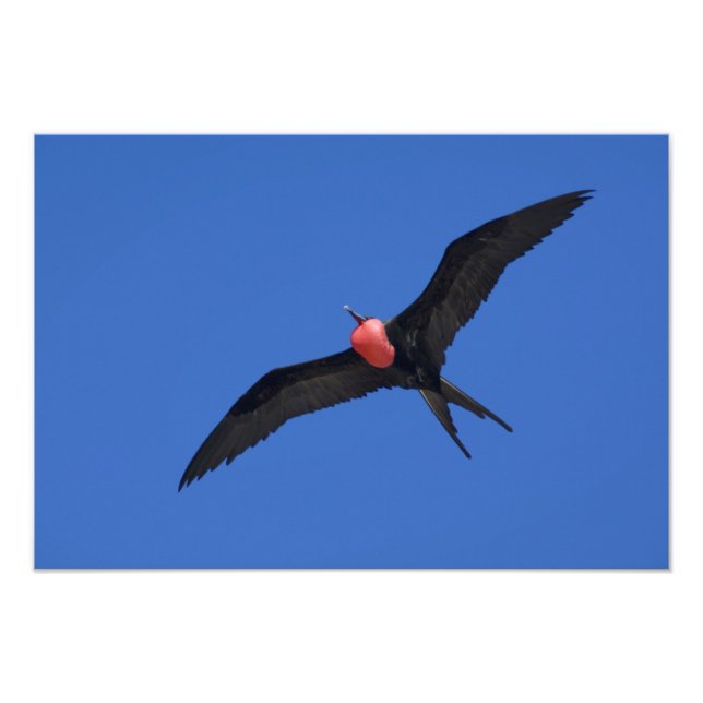 Foto Ecuador, Galápagos. Isla Genovesa, también conocid (Frente)