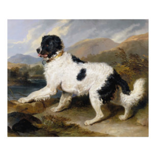 Foto Edwin Henry Landseer   León- Un perro de Terranov