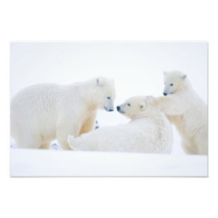 Foto EE.UU., Alaska, 1002 Llanura costera del Ártico