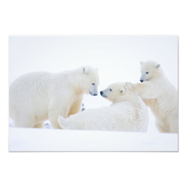 Foto EE.UU., Alaska, 1002 Llanura costera del Ártico (Frente)