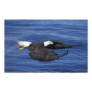 Foto EE. UU., Alaska, Águila calva de la península de K