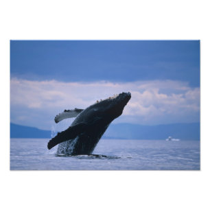 Foto EE.UU., Alaska, Bosque Nacional Tongass, Humpback