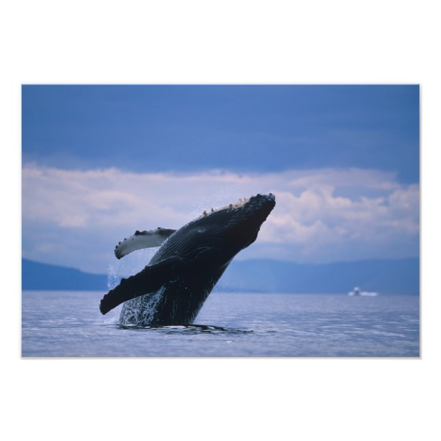 Foto EE.UU., Alaska, Bosque Nacional Tongass, Humpback (Frente)