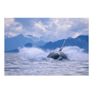 Foto EE. UU., Alaska, Bosque Nacional Tongass, Jorobado