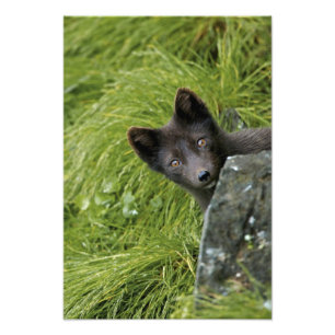 Foto EE.UU., Alaska, Islas Pribilof, St Paul. Azul