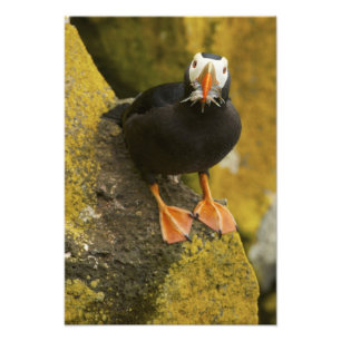 Foto EE.UU., Alaska, Islas Pribilof, St Paul. Tufado