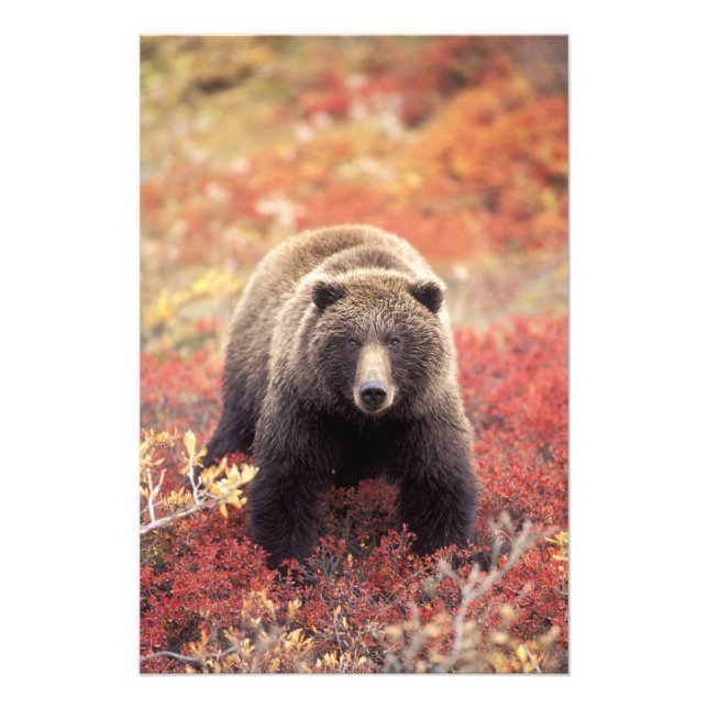 Foto EE.UU., Alaska, NNP Denali, Oso Grizzly femenino (Frente)