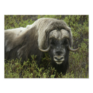 Foto EE. UU., Alaska, Nome. Primer plano de buey musqué