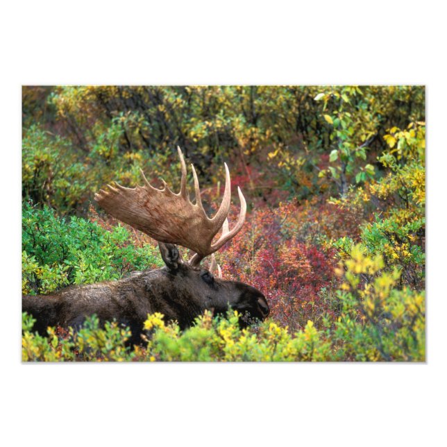 Foto EE. UU., Alaska, Parque Nacional Denali, Alce mach (Frente)