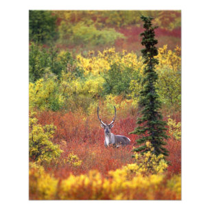 Foto EE. UU., Alaska, Parque Nacional Denali. Caribú