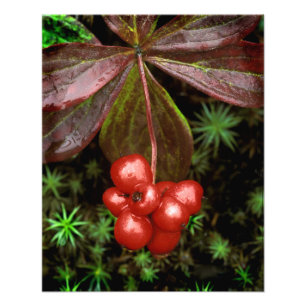 Foto EE.UU., Alaska, Parque Nacional Denali. Detalle de