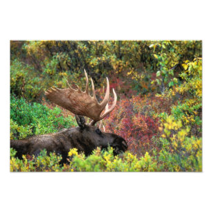 Foto EE.UU., Alaska, Parque Nacional Denali, Moose Bull